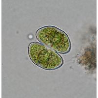 Cosmarium orthopunctulatum