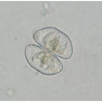 Cosmarium orthopunctulatum