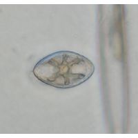 Cosmarium orthopunctulatum