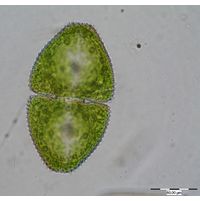 Cosmarium ovale