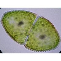 Cosmarium ovale