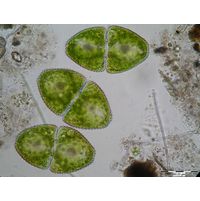 Cosmarium ovale