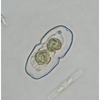 Cosmarium parvulum