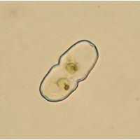 Cosmarium parvulum