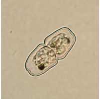 Cosmarium parvulum