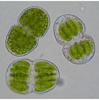 Cosmarium pericymatium