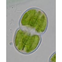 Cosmarium pericymatium
