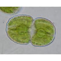 Cosmarium pericymatium