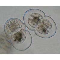 Cosmarium pericymatium