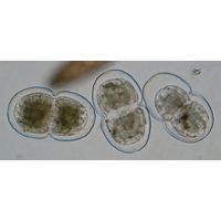 Cosmarium pericymatium