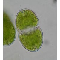 Cosmarium pericymatium