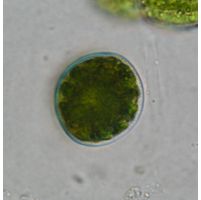 Cosmarium pericymatium