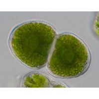 Cosmarium pericymatium