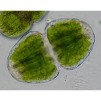 Cosmarium pericymatium