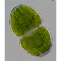 Cosmarium pericymatium
