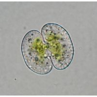 Cosmarium phaseolus
