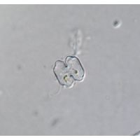 Cosmarium polygonum