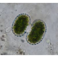 Cosmarium portianum