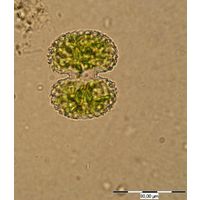 Cosmarium portianum