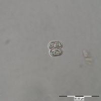 Cosmarium praecisum