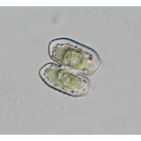 Cosmarium