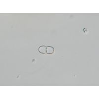 Cosmarium pseudoexiquum