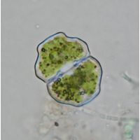 Cosmarium pseudoretusum