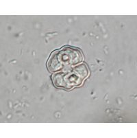 Cosmarium pseudowembaerense