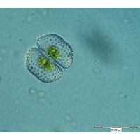 Cosmarium