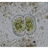 Cosmarium punctulatum