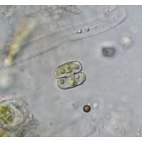 Cosmarium pygmaeum