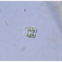 Cosmarium pygmaeum