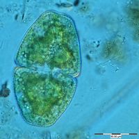 Cosmarium pyramidatum