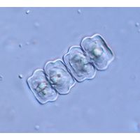 Cosmarium quadratulum