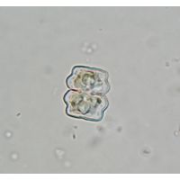 Cosmarium quadratulum