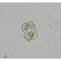Cosmarium quadratulum