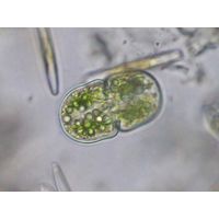 Closmarium quadratum