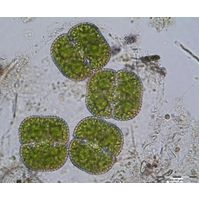 Cosmarium quadrum