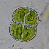 Cosmarium rectangulare