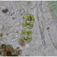 Cosmarium regnelii