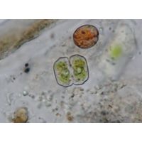 Cosmarium regnelii