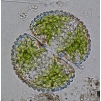 Cosmarium reniforme