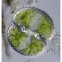 Cosmarium reniforme