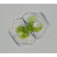 Cosmarium retusum