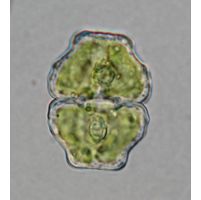 Cosmarium retusum