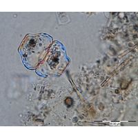 Cosmarium retusum