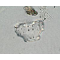 Cosmarium retusum