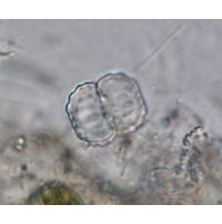 Cosmarium sexnotatum