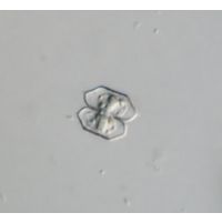 Cosmarium sinostegos