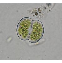 Cosmarium
